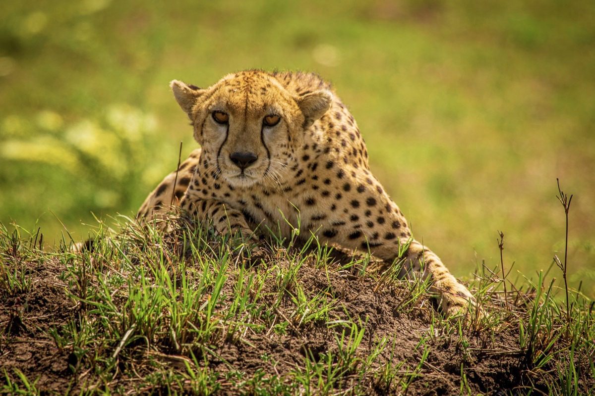 Mid Range Safari