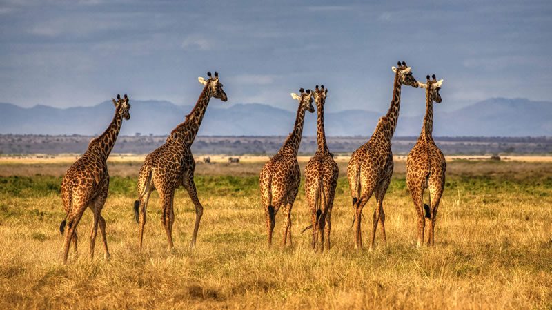 Amboseli National Park Safari