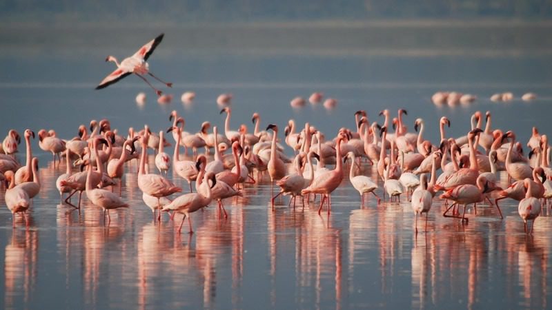 Lake Nakuru National Park