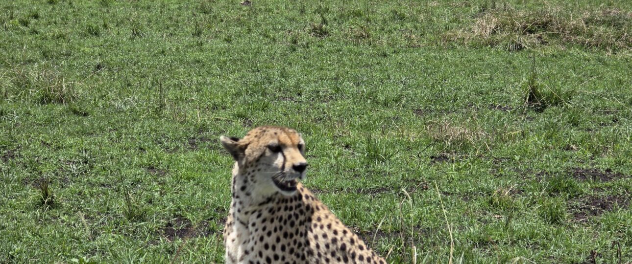 The fastest animal