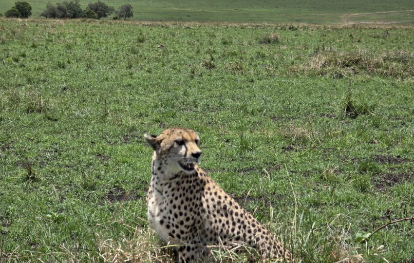The fastest animal