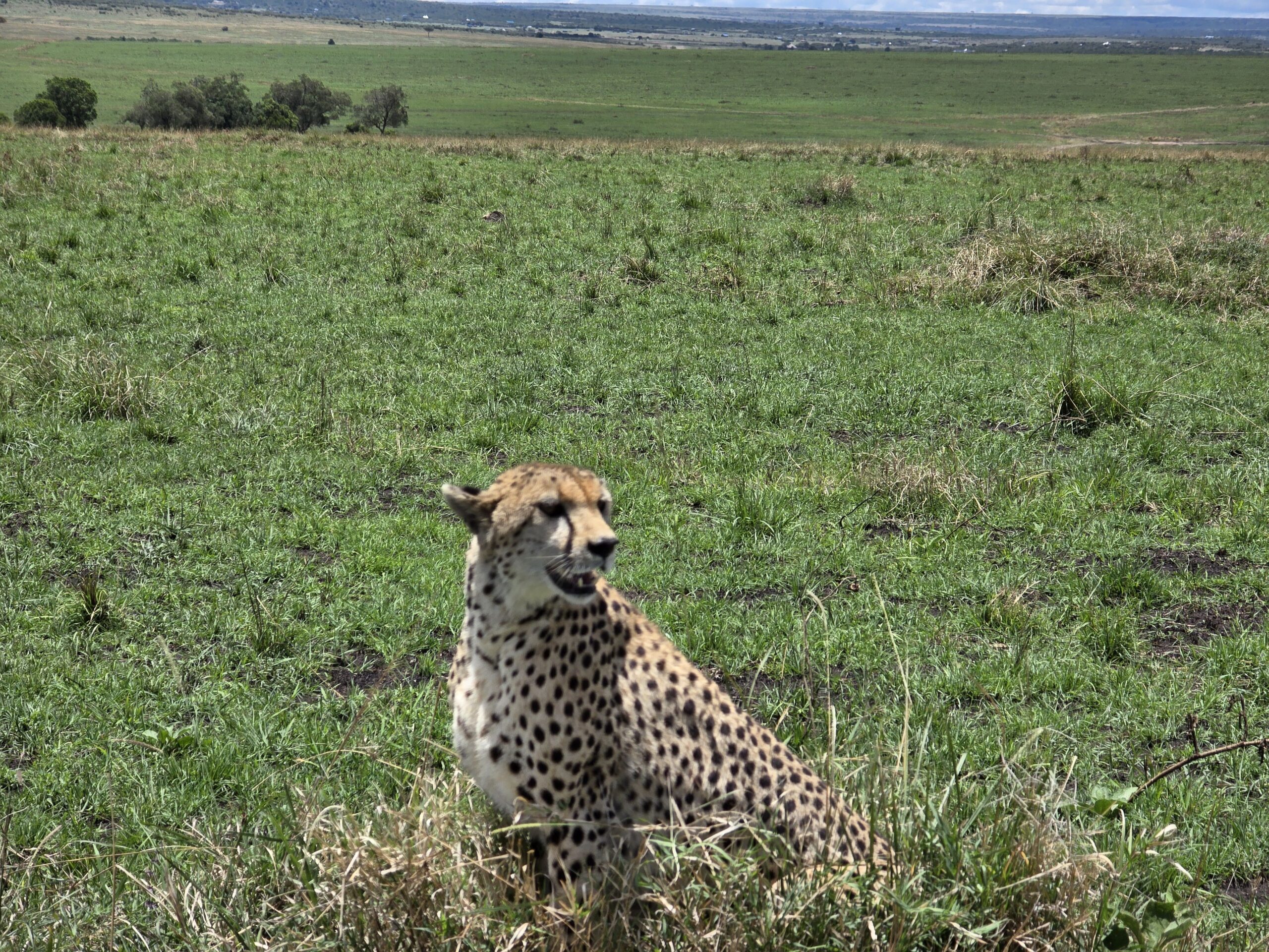 The fastest animal