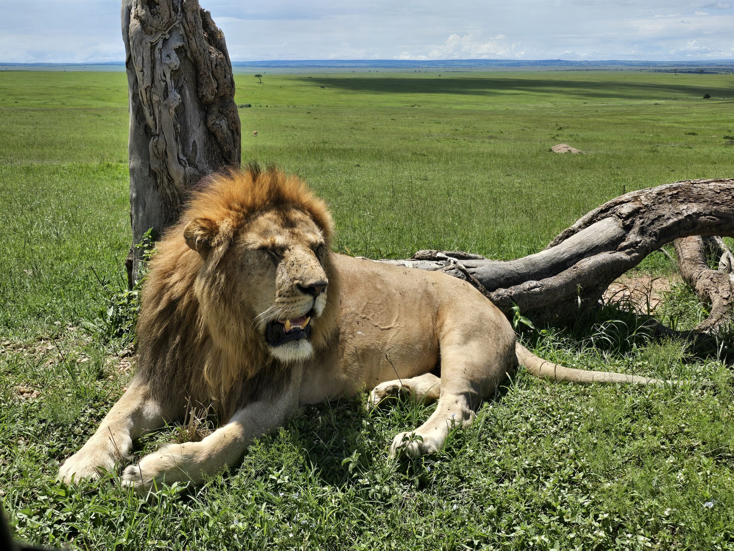 lion in the Serengeti