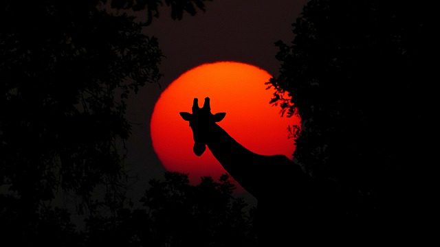 What to pack for an african safari