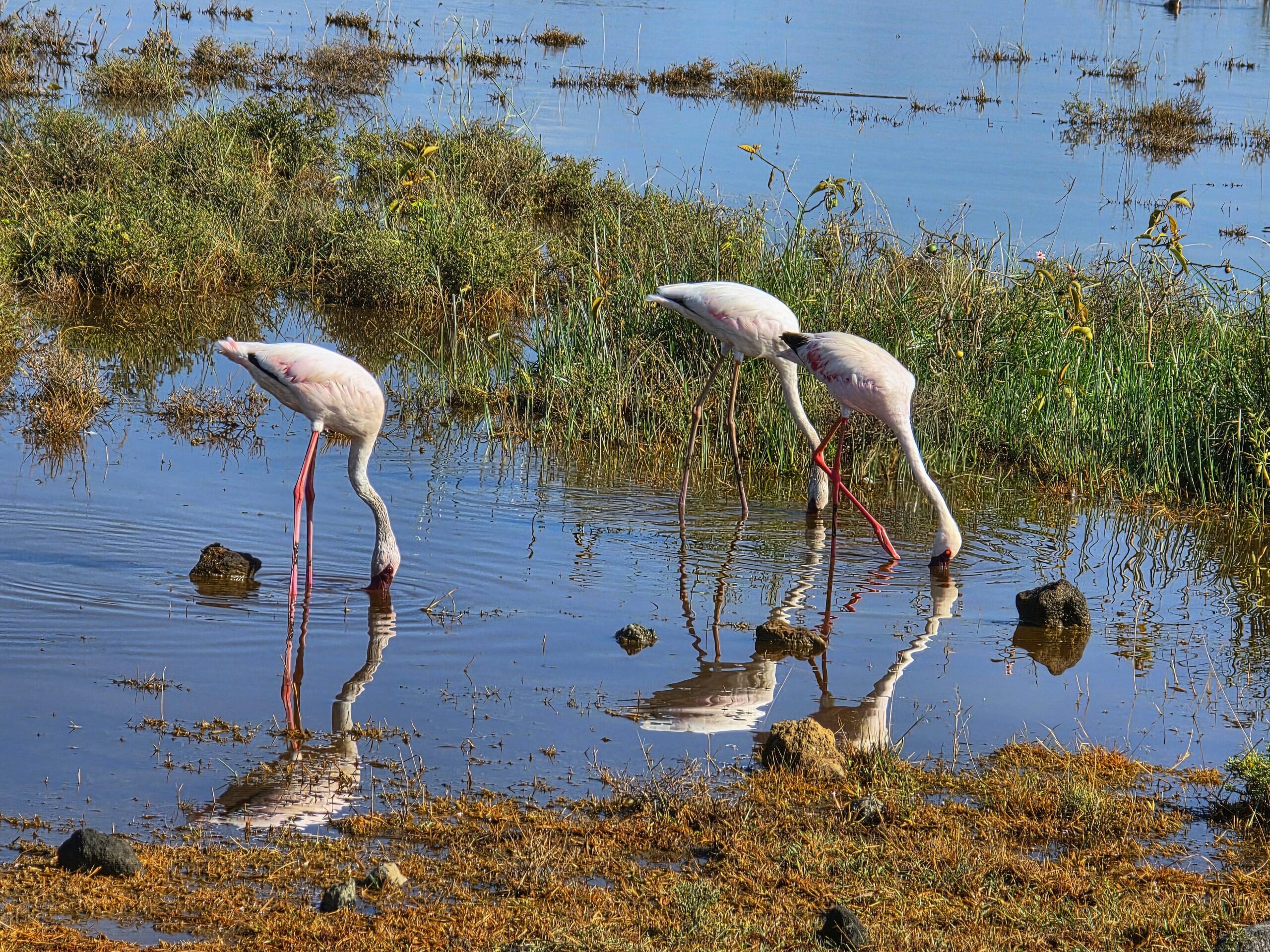 Flamingo standing in wetland habitat